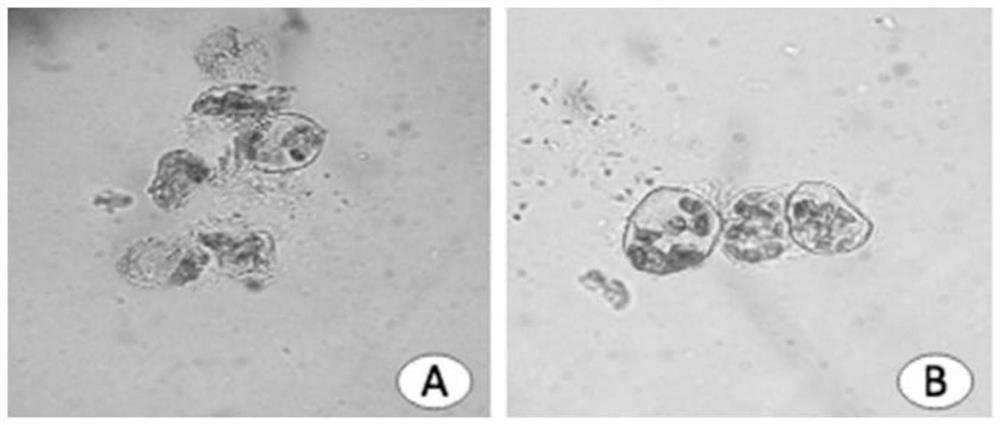 A kind of method for separating and purifying mesophyll protoplasts of S. solani