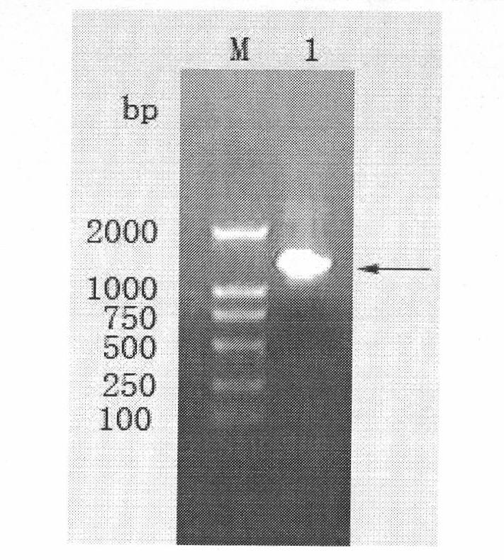 Gene product detection method of degradative graminearum toxin