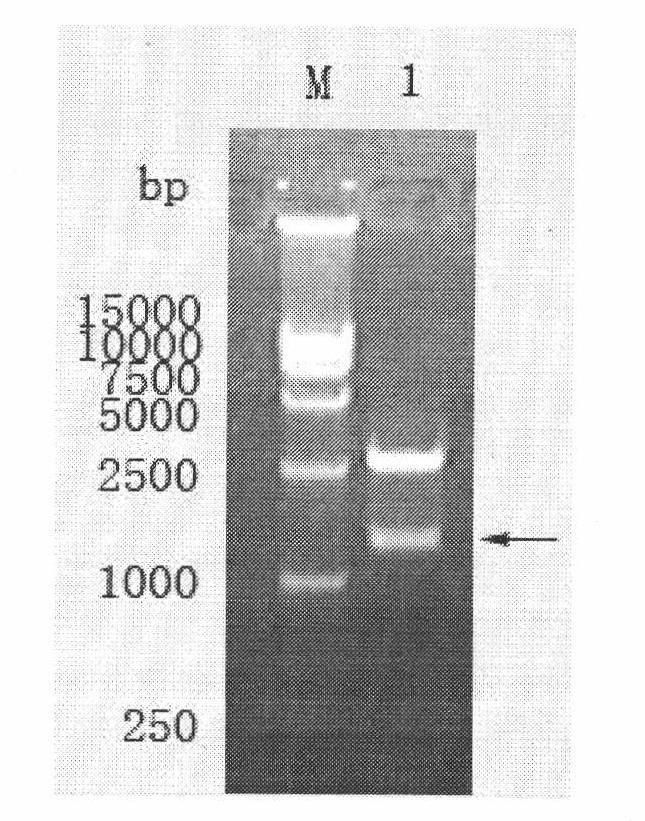 Gene product detection method of degradative graminearum toxin