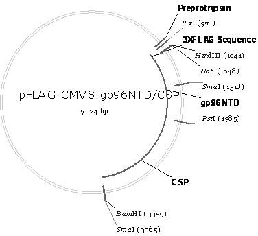 Malaria infrared stage DNA vaccine and preparing method thereof
