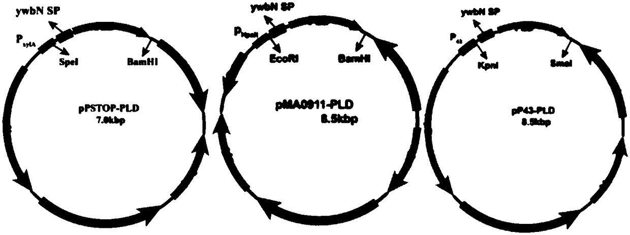 Engineering bacillus subtilis capable of expressing phospholipase D