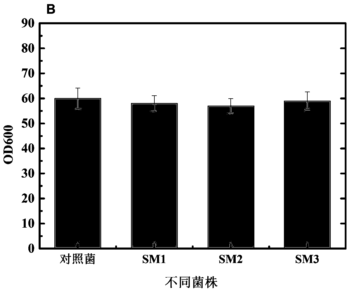 Methionine synthase mutants, mutant genes and their role in the production of vitamin b  <sub>12</sub> application in