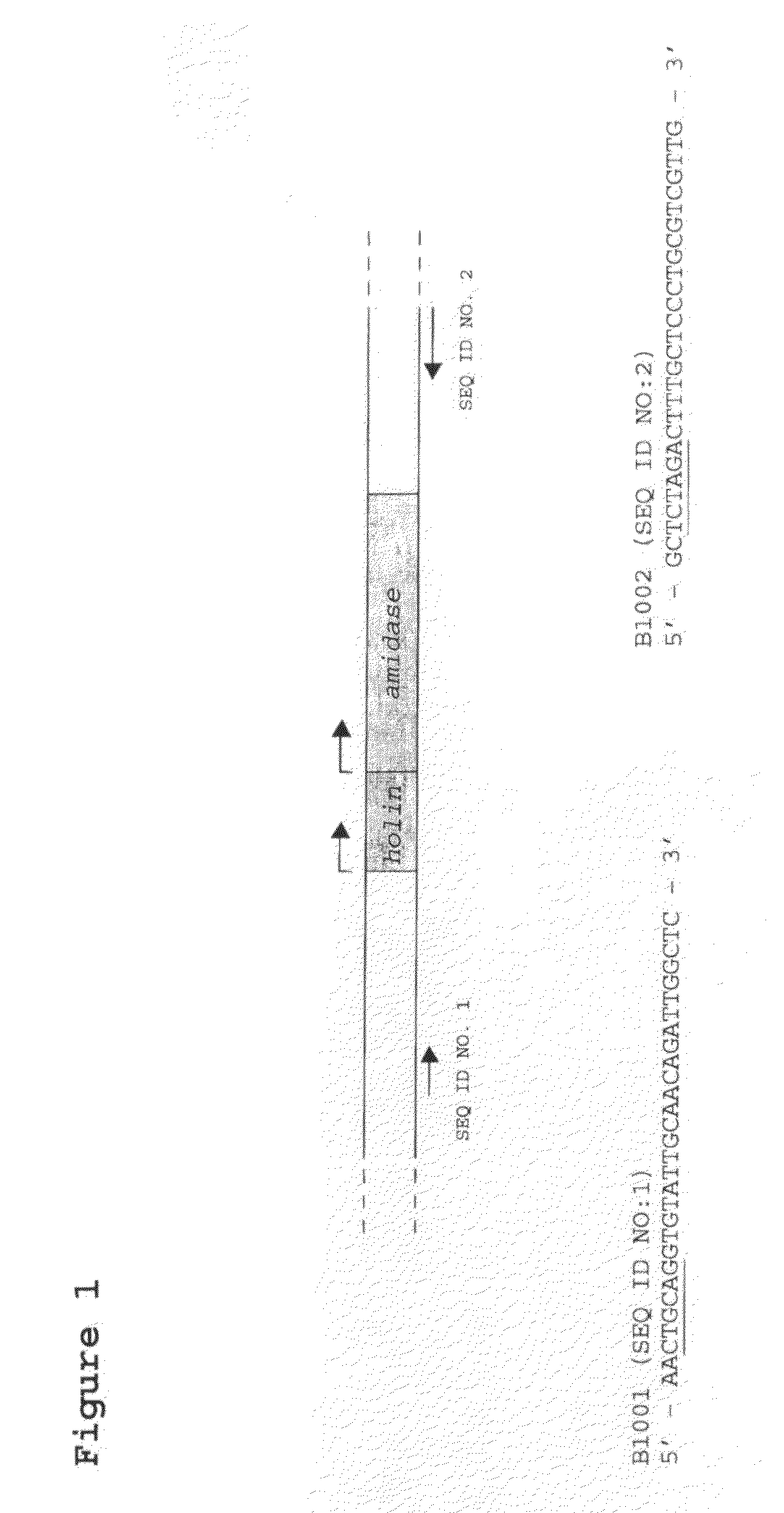 Modified bacteriophage including an alpha/beta small acid-soluble spore protein (SASP) gene