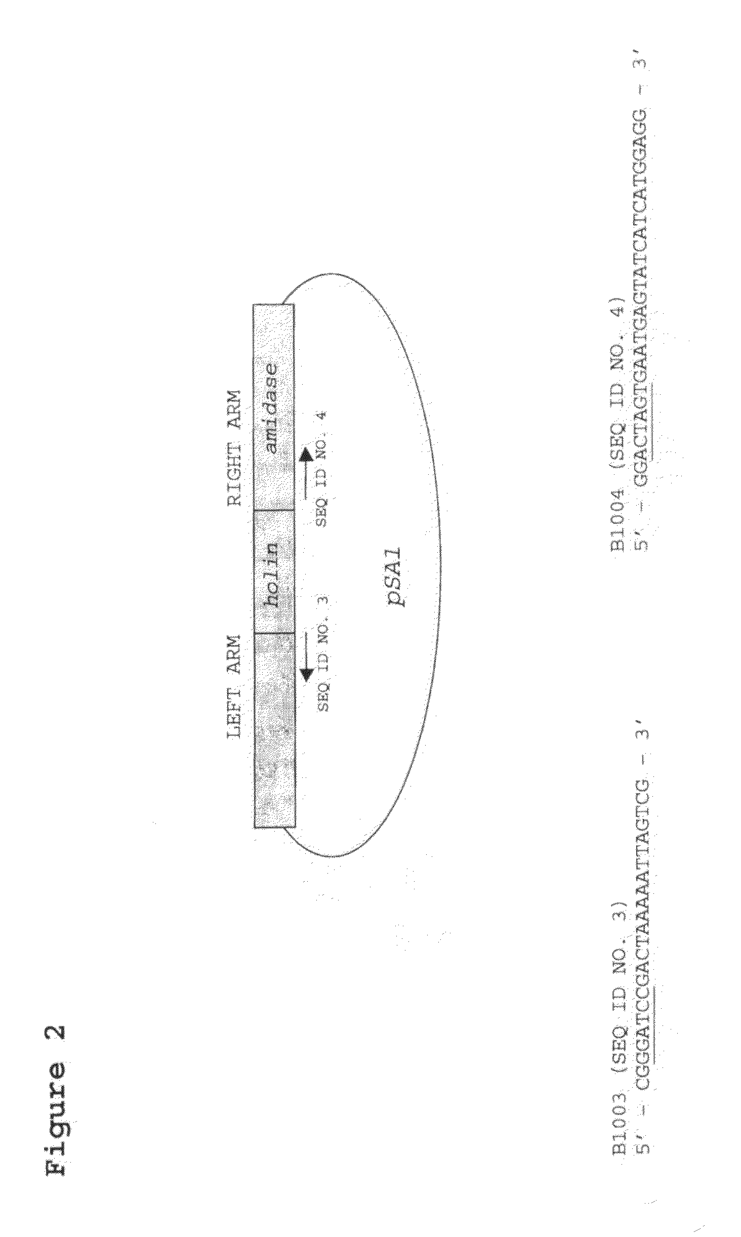 Modified bacteriophage including an alpha/beta small acid-soluble spore protein (SASP) gene