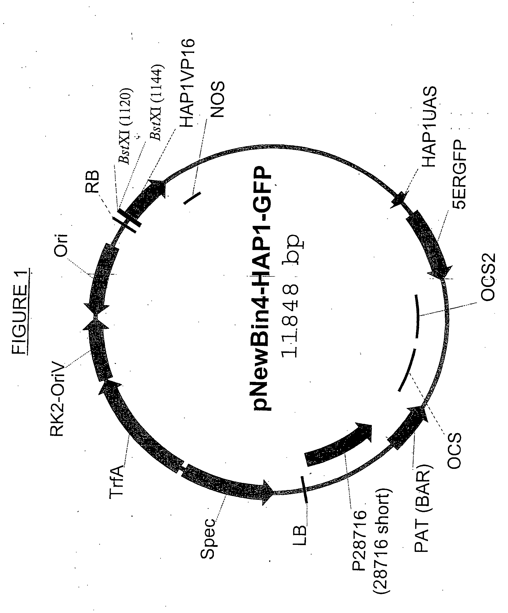 Promoter, promoter control elements, and combinations, and uses thereof