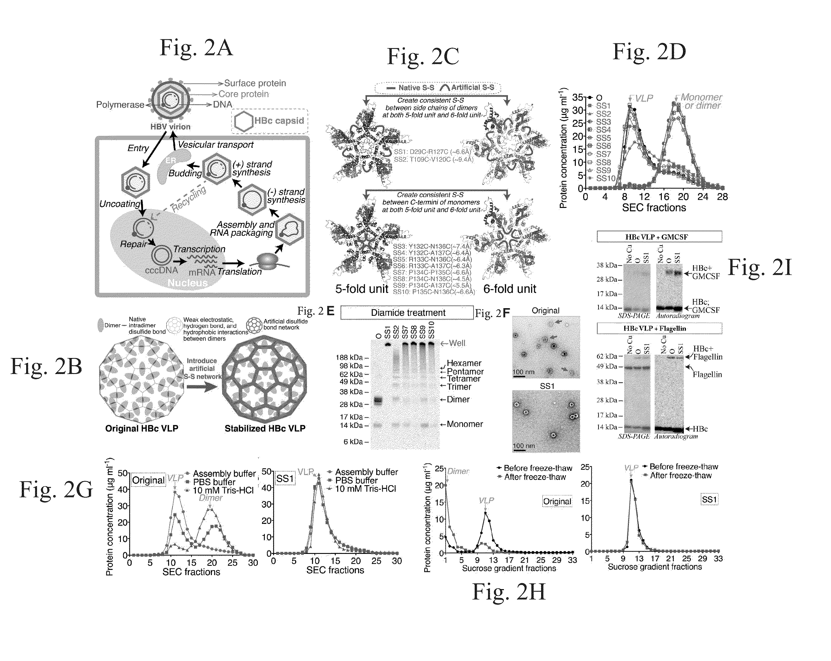 Stabilized hepatitis b core polypeptides