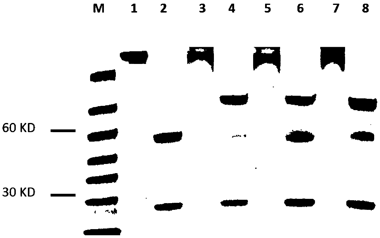 Bispecific antibody and application thereof