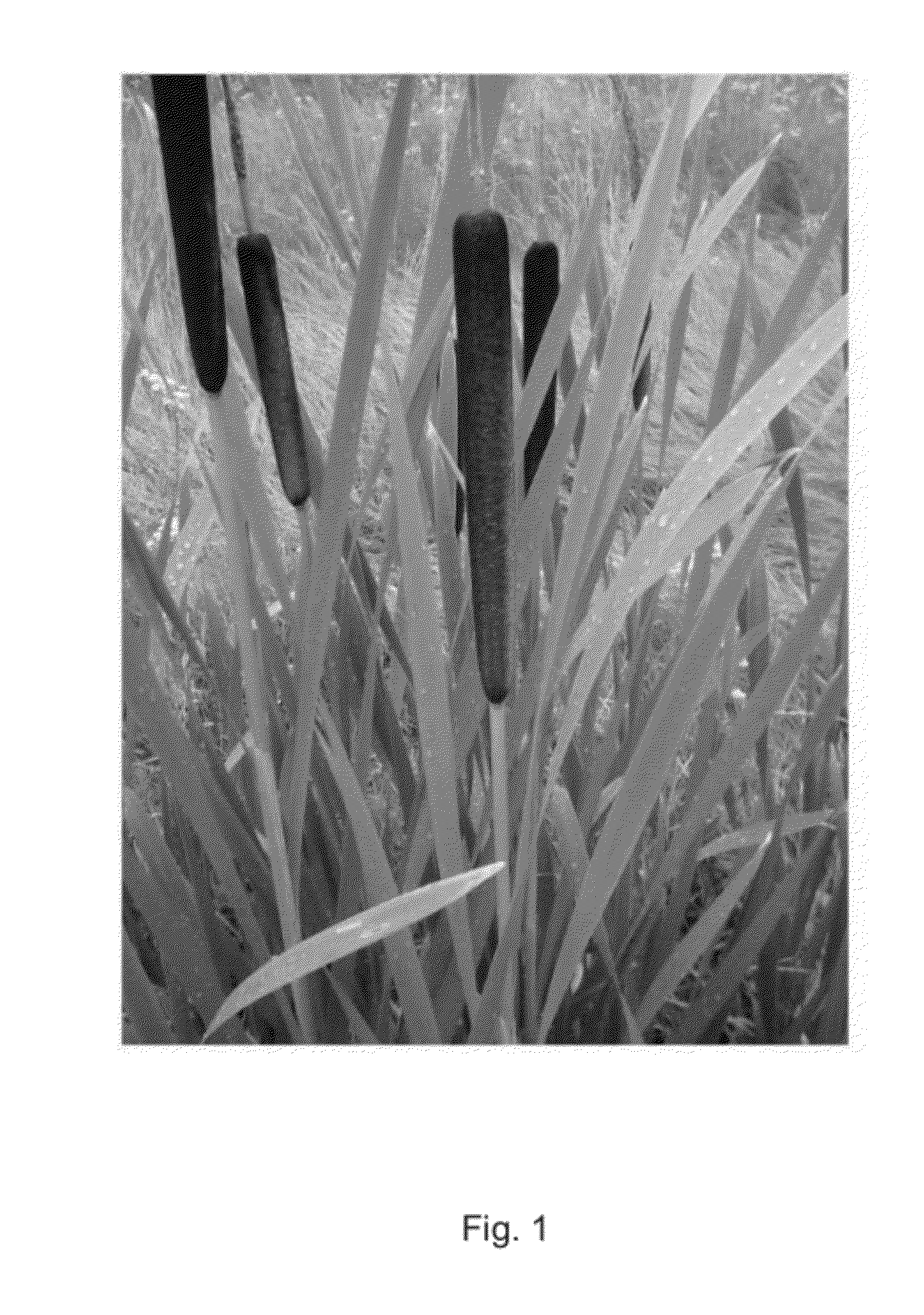 Renewable oil absorbent and method thereof