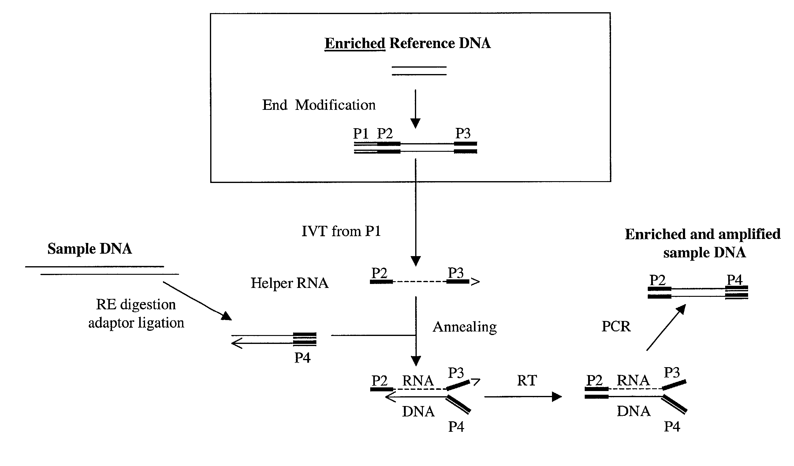 Method of target enrichment and amplification