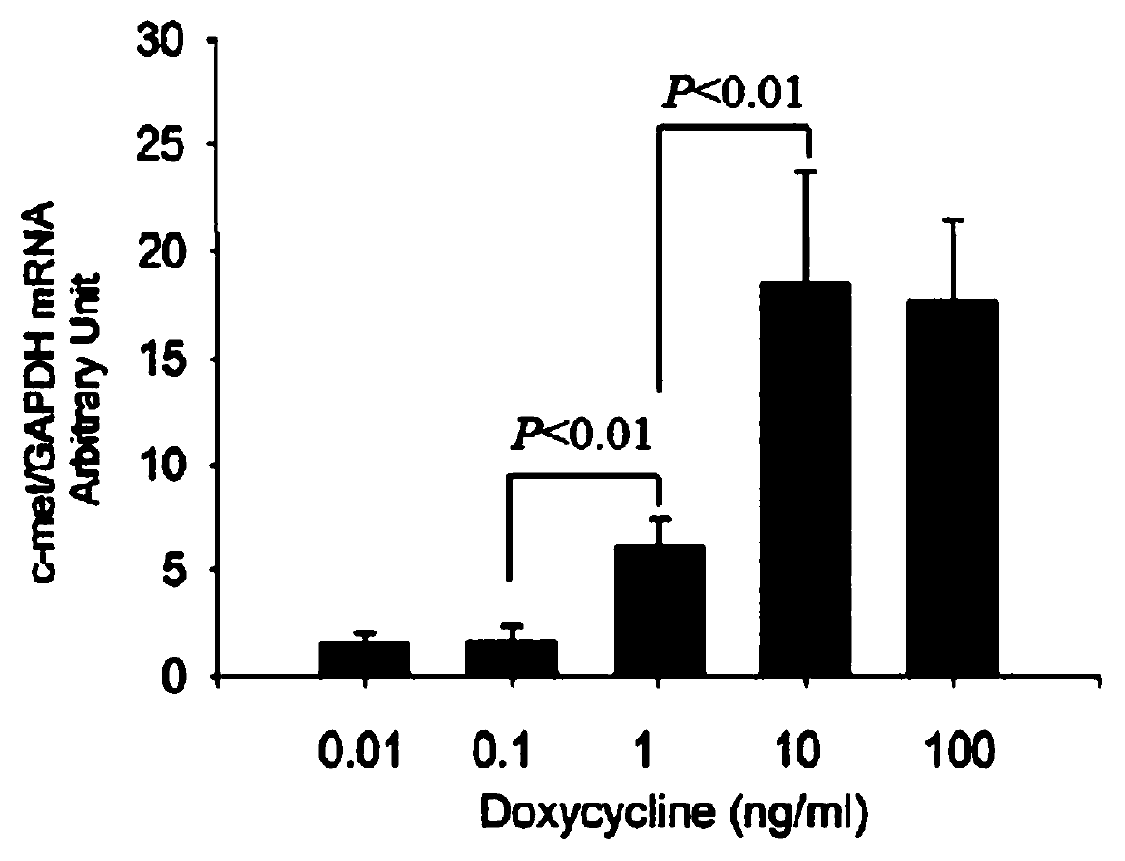 Method for constructing doxycycline-regulated rat bone marrow mesenchymal stem cell line expressing c-met protein