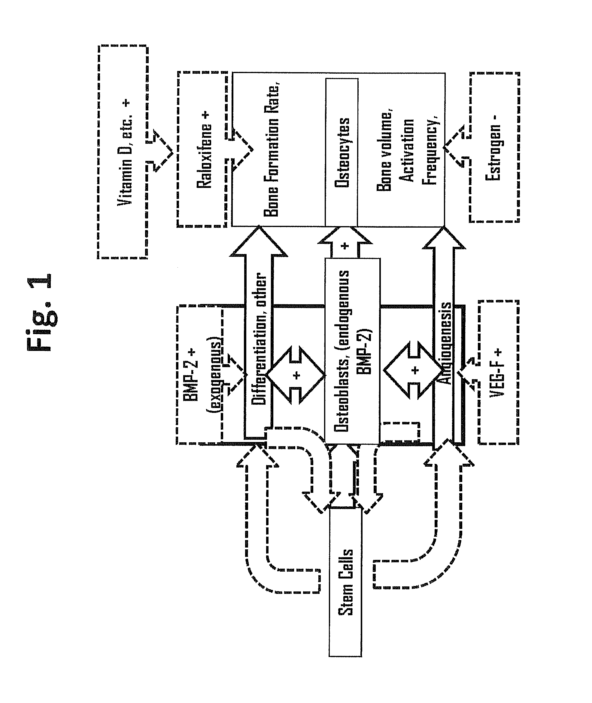 Use of selective estrogen receptor modulator for joint fusion and other repair or healing of connective tissue