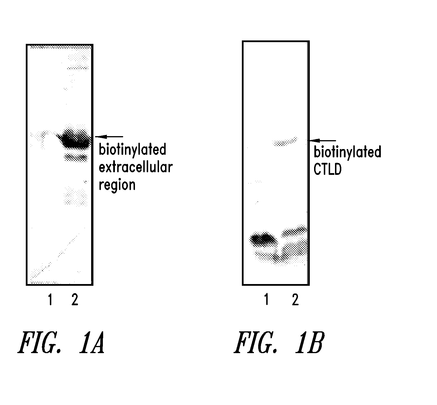 Method to produce a receptor chip using biotinylated protein