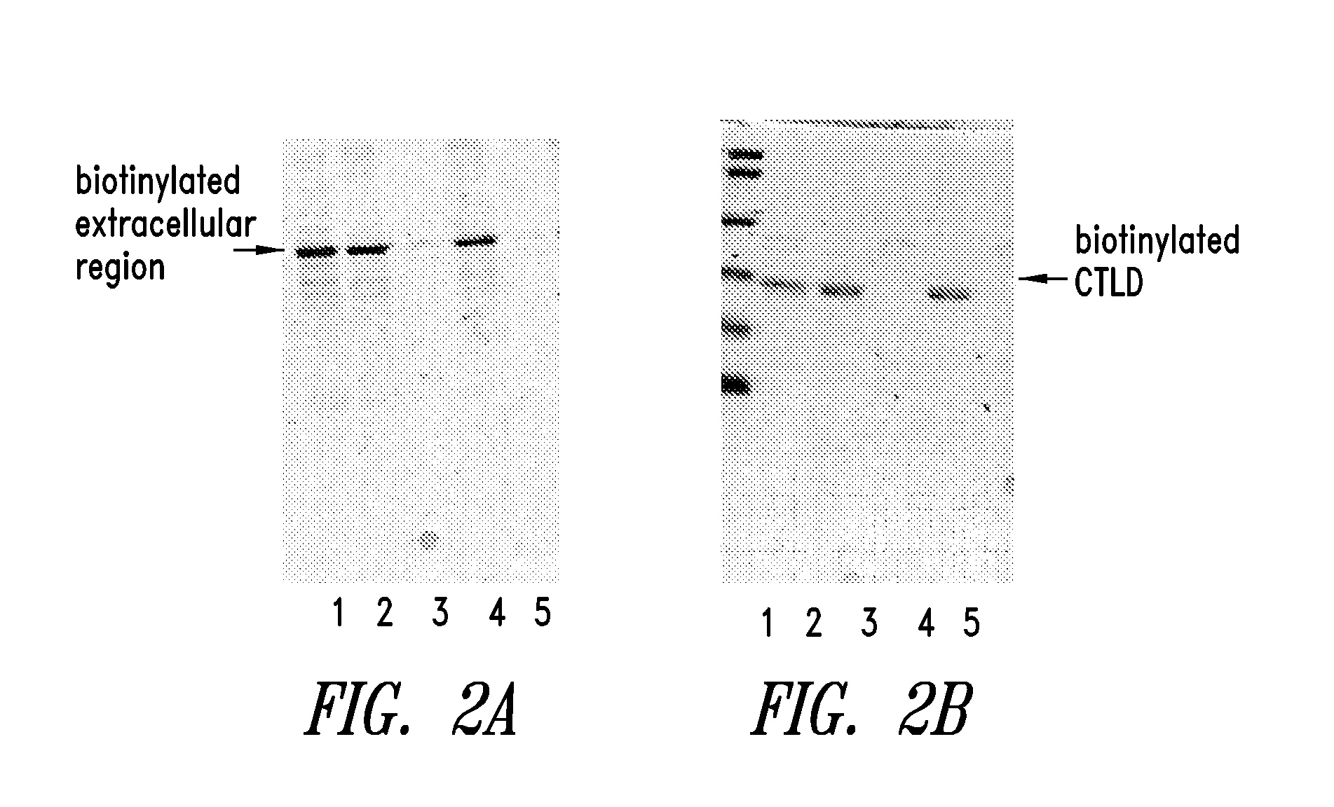 Method to produce a receptor chip using biotinylated protein