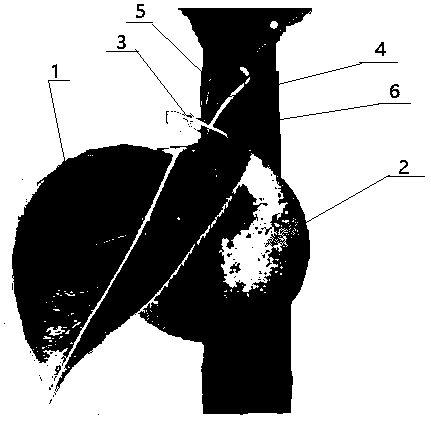 Method for preventing pear fruit sunscald