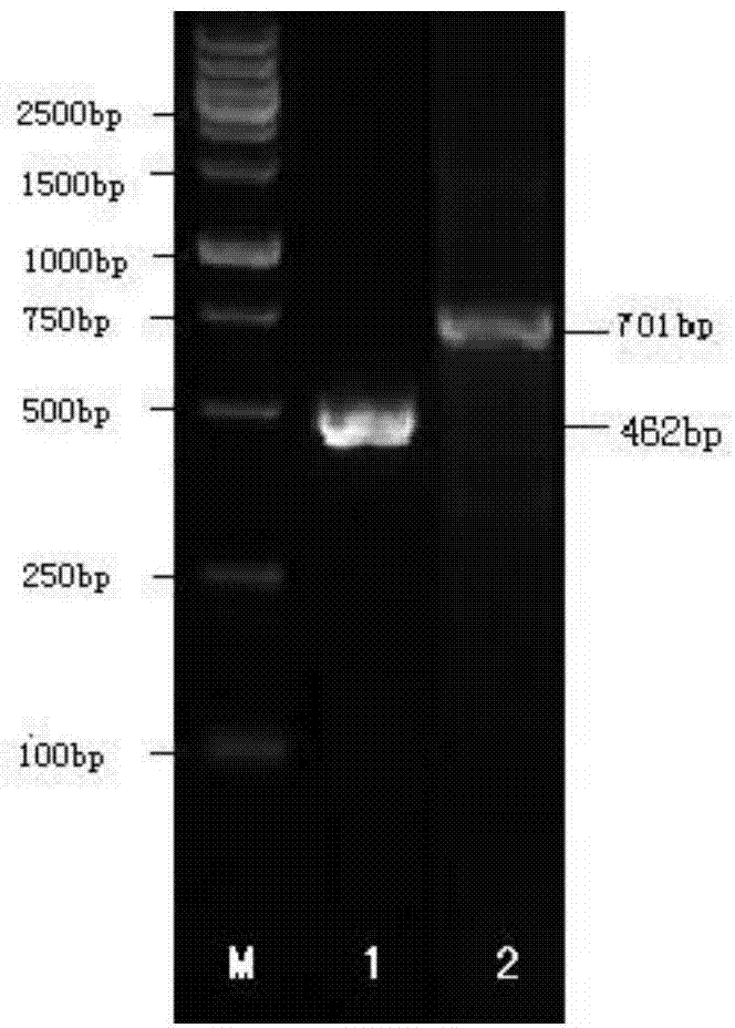 General monoclonal antibody for African swine fever virus strains as well as preparation method and application thereof