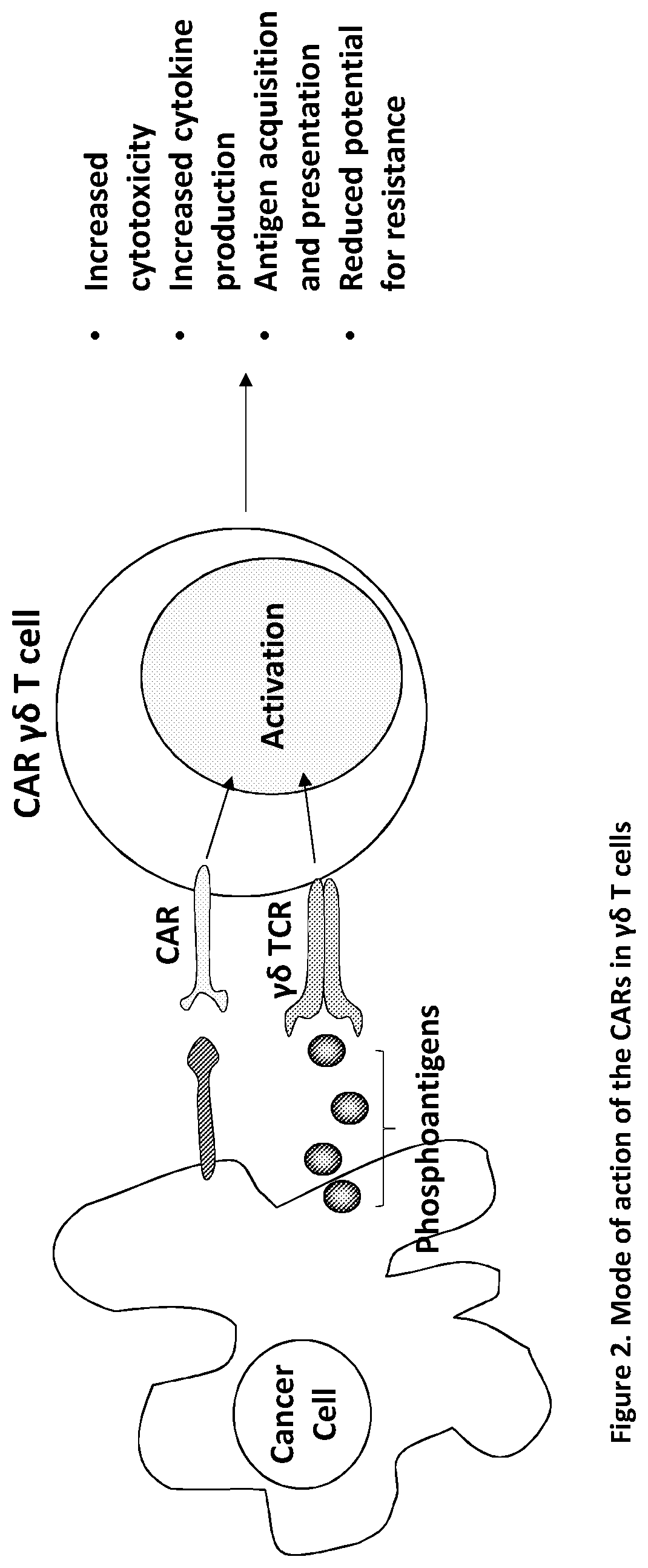 Modified CAR-T