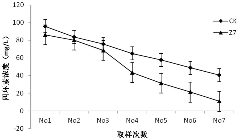 A Beijing Paecilomyces strain lyz7 and its application