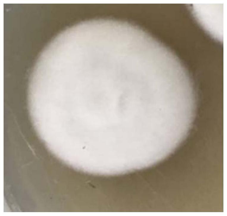 A Beijing Paecilomyces strain lyz7 and its application