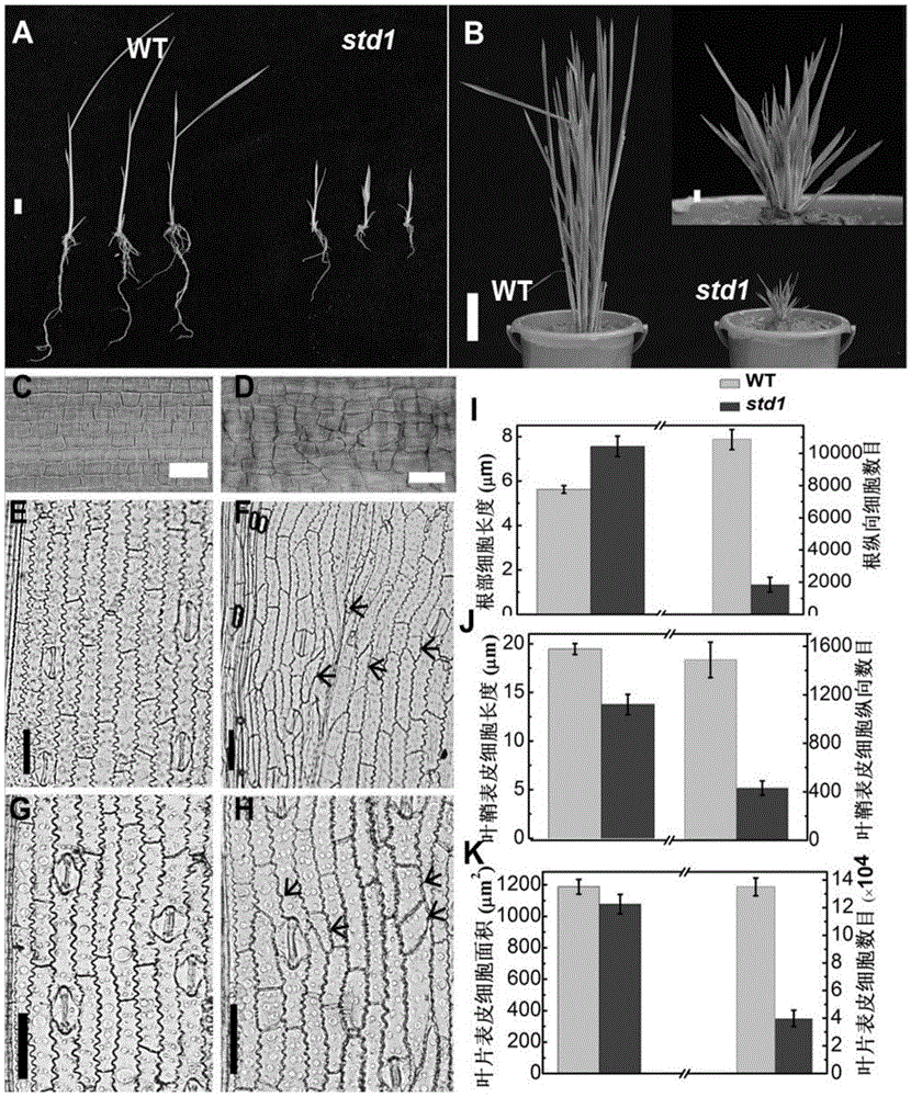 Rice STD1 gene, encoding protein and application thereof