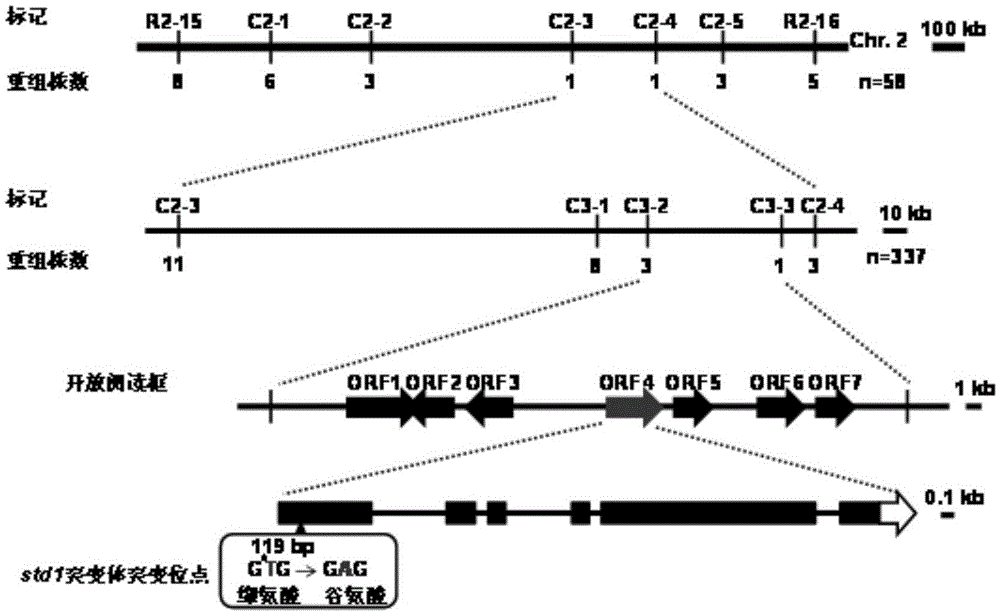 Rice STD1 gene, encoding protein and application thereof