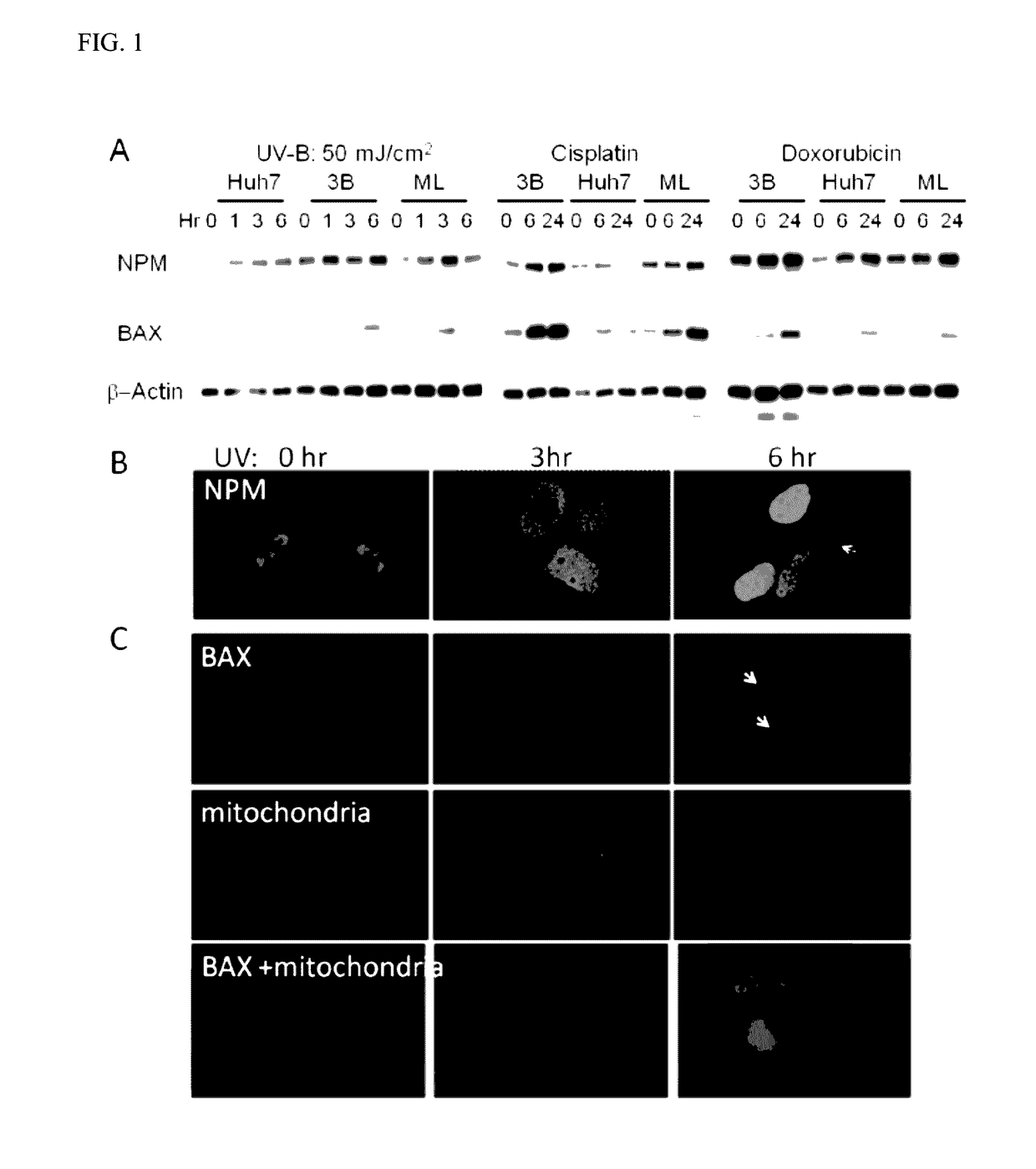 Novel pharmaceutical composition and uses thereof