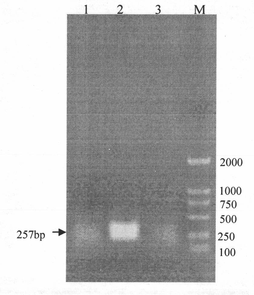 Preparation method and application of novel antimicrobial peptide Misgurin mutant