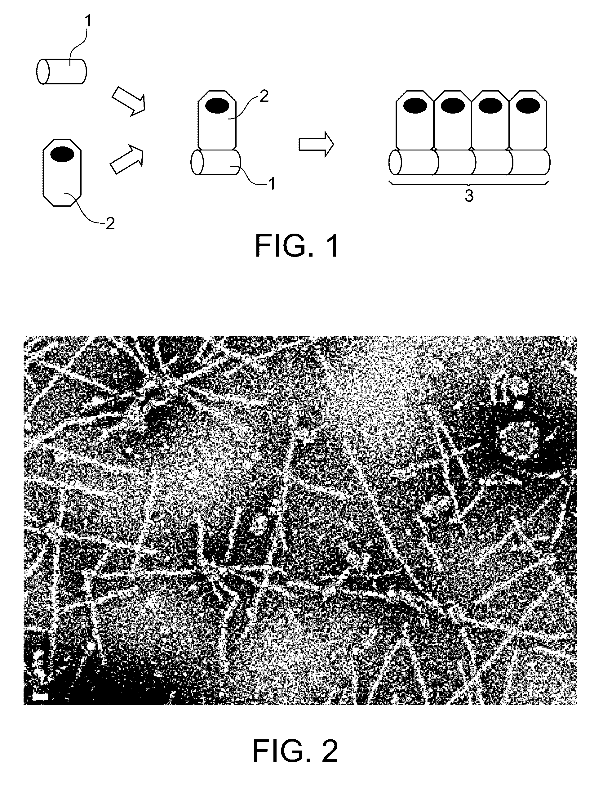 Biodegradable electroconducting nanowire, method of manufacture and uses thereof