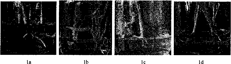 Rooting method of transgenic regenerated seedlings of super-sweet corn