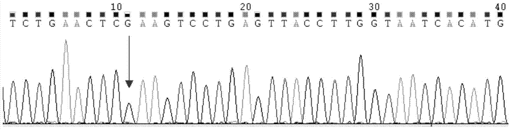 Primer, probe, locked nucleic acid probe, kit and detection method for detecting C-kit gene mutation