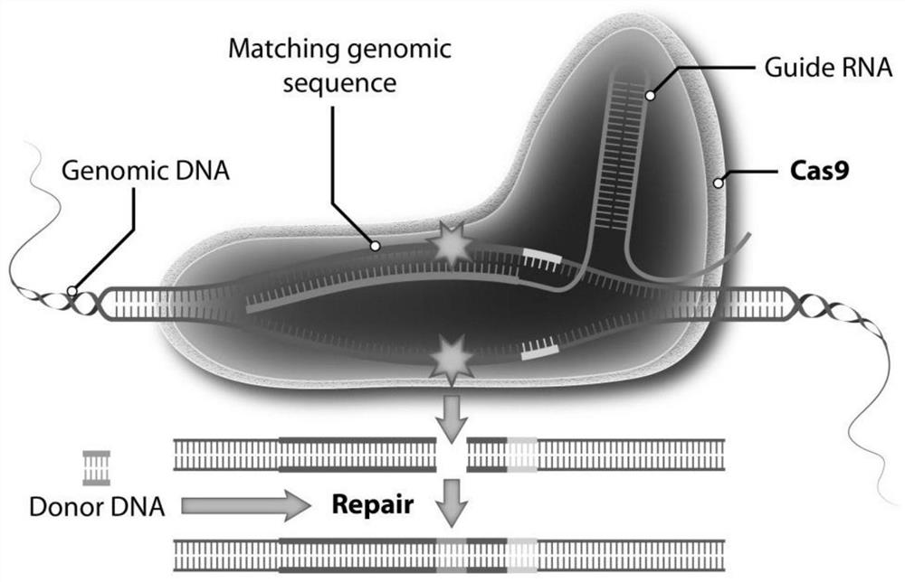 A method for site-specific editing of ccr5 gene