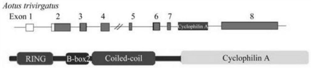 A method for site-specific editing of ccr5 gene