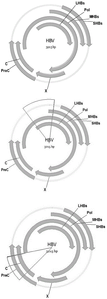 Recombinant vector for human hepatitis B virus and application thereof