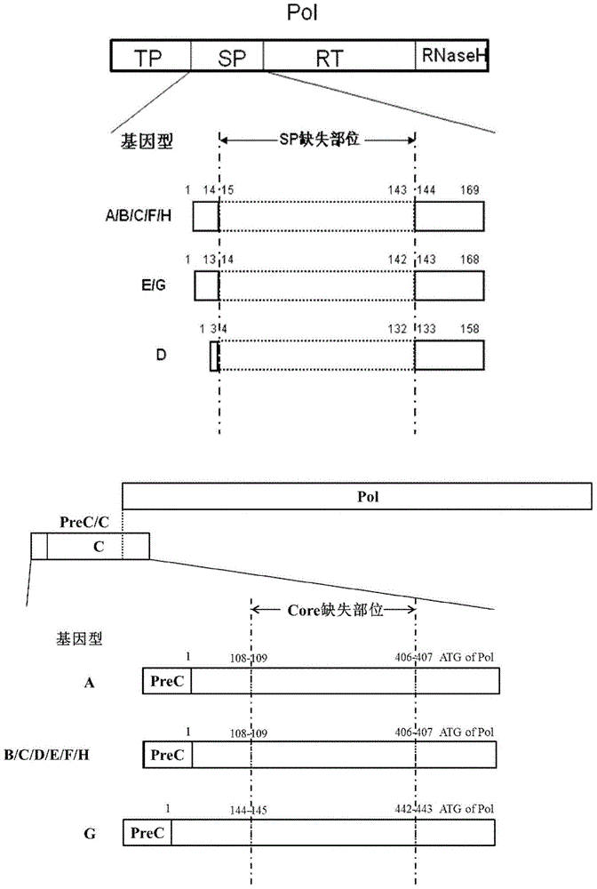 Recombinant vector for human hepatitis B virus and application thereof