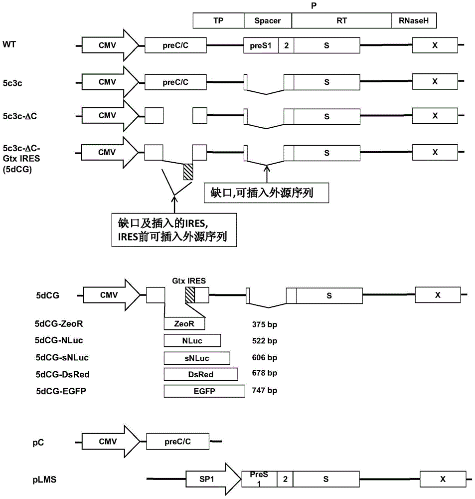 Recombinant vector for human hepatitis B virus and application thereof