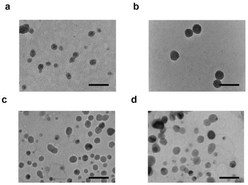 Anti-aging exosome-superoxide dismutase nano preparation and preparation method thereof