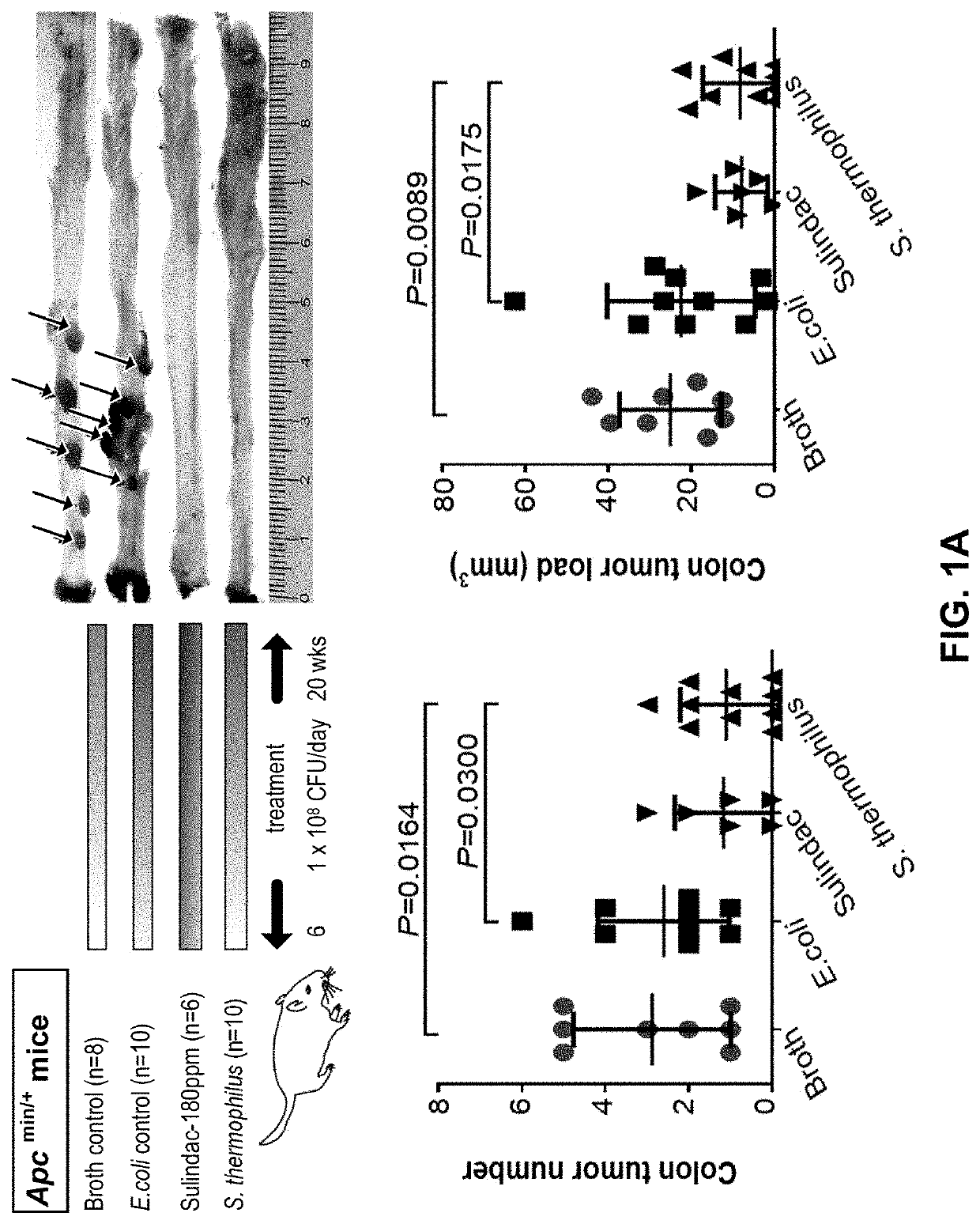 Therapeutic and prophylactic treatment for colorectal cancer