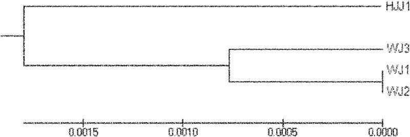 Molecular biological variety identification method for Huangjiaji chicken