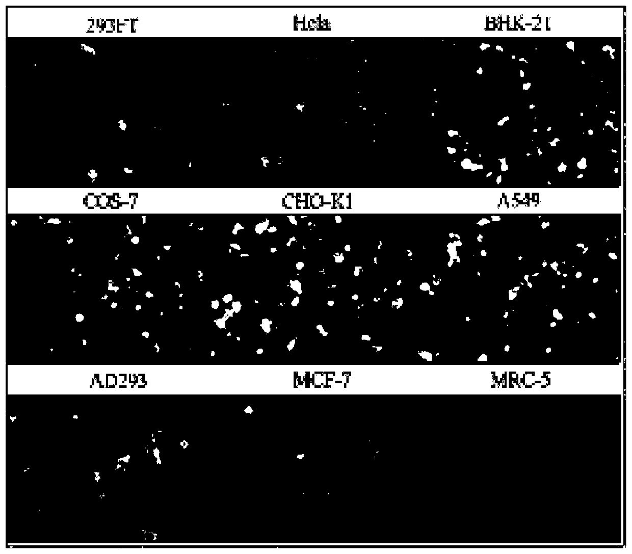 A kind of cationic transfection reagent and its preparation method and application