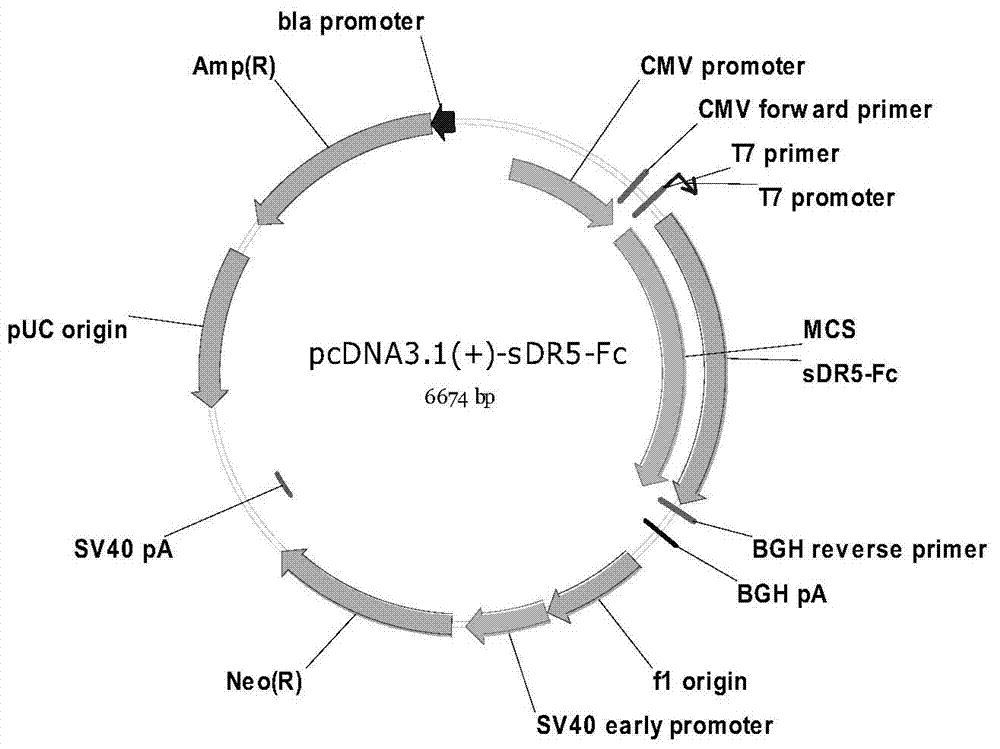 Sdr5-fc fusion protein and uses thereof