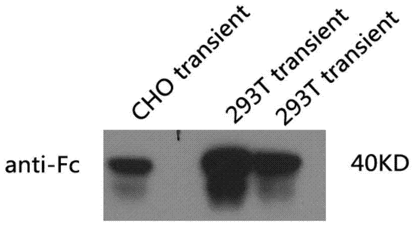 Sdr5-fc fusion protein and uses thereof