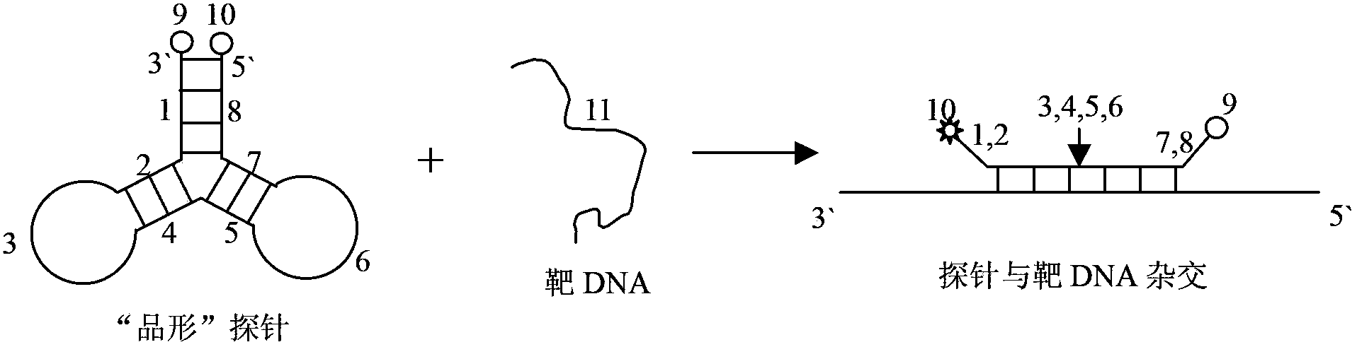 Probe applied to real-time detection of nucleic acid and application thereof