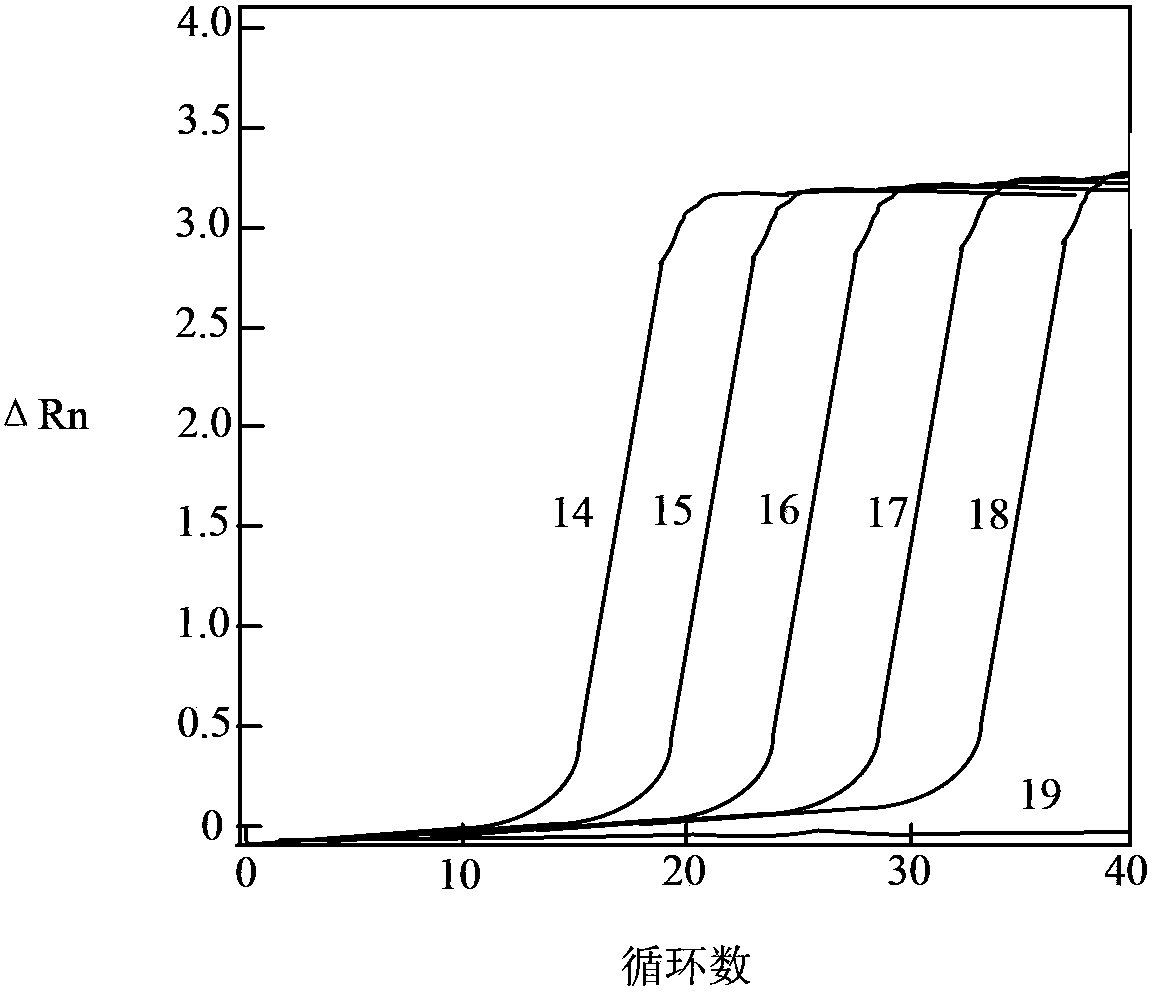 Probe applied to real-time detection of nucleic acid and application thereof