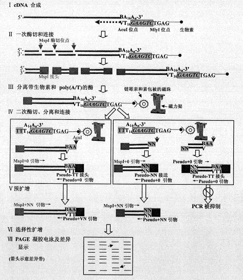 mRNA difference displaying method with ordered robustness