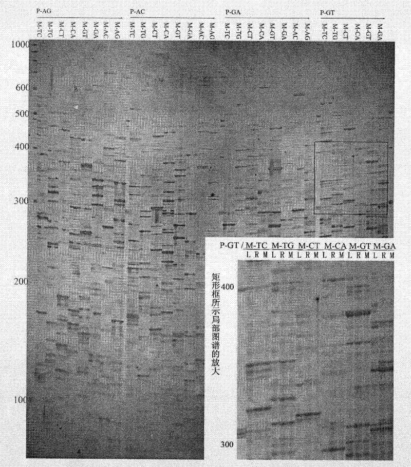 mRNA difference displaying method with ordered robustness