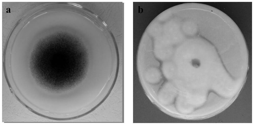 Preparation and application of a strain of Aspergillus niger that decomposes phosphorus, potassium and cellulose and its bacterial agent