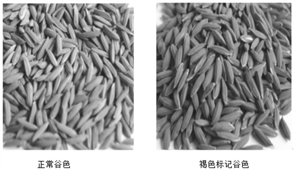 A two-line sterile line breeding method suitable for multi-gene aggregation used in mechanized mixed seed production