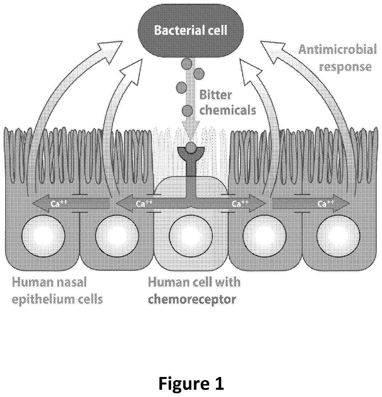 Diagnosis and treatment for respiratory tract diseases