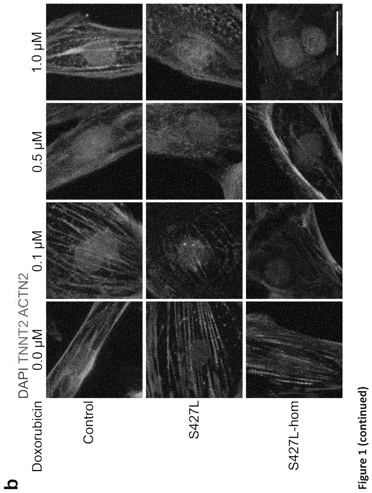 Retinoic acid receptor gamma agonists to attenuate anthracycline-induced cardiotoxicity