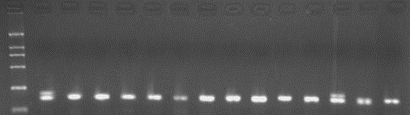 Method for extracting DNA of fertilized egg genome of ascaris suum