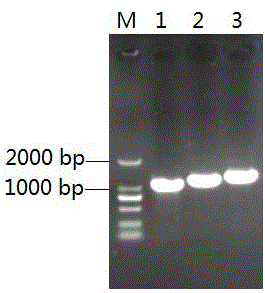 Nested PCR primers and method for detecting drug-resistant mutation of cytomegalovirus UL54 and UL97 genes